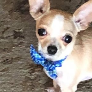 Meet your Posher, Harry